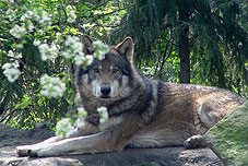 wolf-7219.jpg
